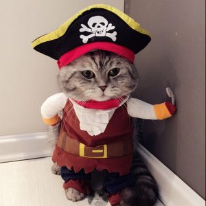 Cute & Funny Cat Customes