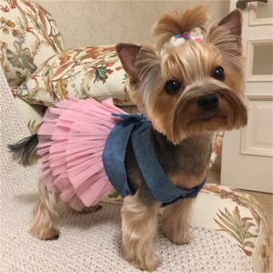Summer Dress For Small Dogs